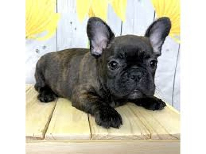 French bulldog puppies